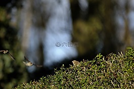麻雀,鳥(niǎo)類,國(guó)家地方