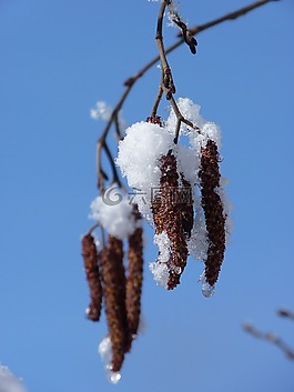 榛樹,布什,雪