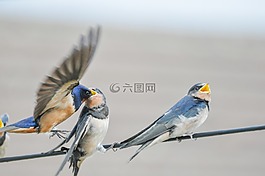 鳥,野生動物,動物