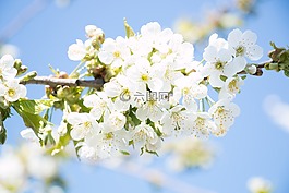 花卉,植物,櫻桃