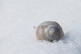 殼,雪,性質(zhì)