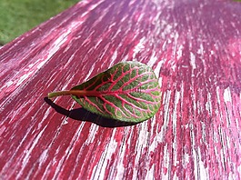 葉子,植物,表