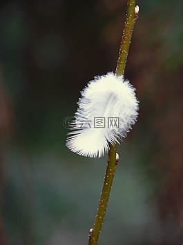 春天,科,樹