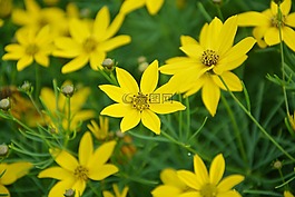 黃色的花,花瓣,花園