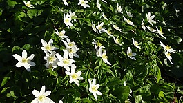 夏季,鮮花,太陽花