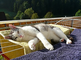 貓,放寬,休息