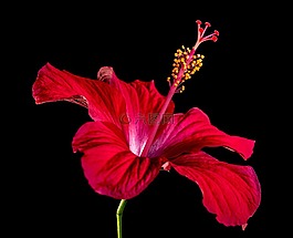 芙蓉,開花,花