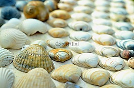 貽貝,海,假期