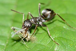 昆虫,蚂蚁,serviformica