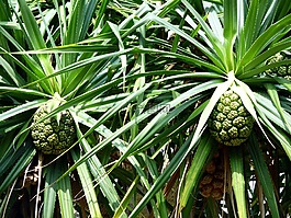 植物,綠色,葉