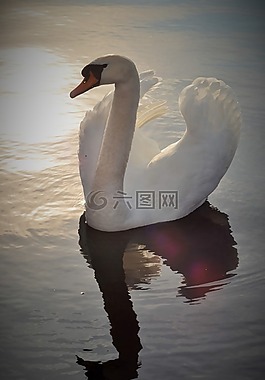 天鵝,湖,鳥(niǎo)