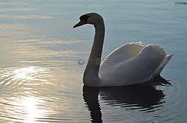 天鵝,湖,鳥(niǎo)