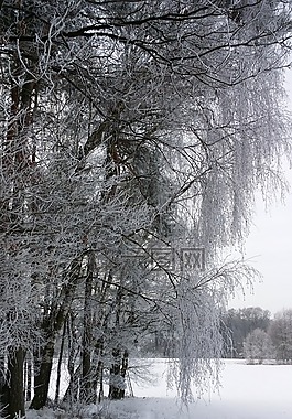 寒冬,景觀,冬天