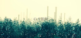 業(yè),里德,自然