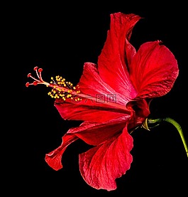 芙蓉,开花,花