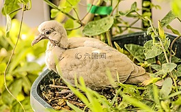 性質(zhì),動物,鳥