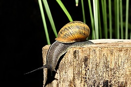 蝸牛,動物,性質