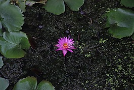 厂,莲花,紫色的莲花。