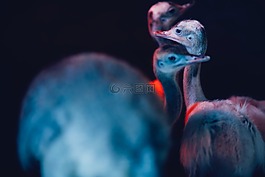 鳥,鳥嘴,羽毛
