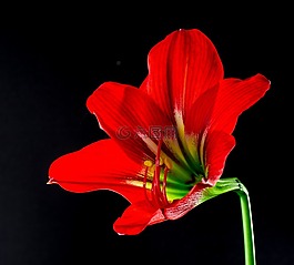 開花,花,紅色