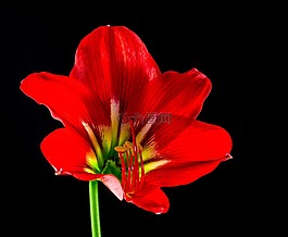 開花,花,紅色