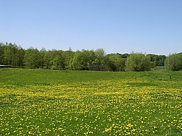 草地,夏季,景观