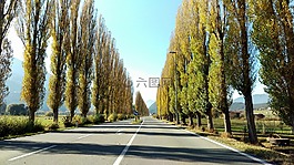 大道,路,樹木