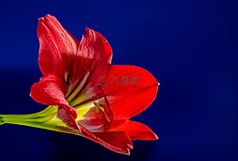 開花,花,紅色