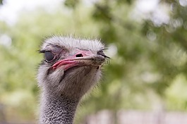 鴕鳥,頭,動物