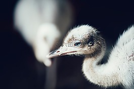 鳥(niǎo),鳥(niǎo)嘴,羽毛