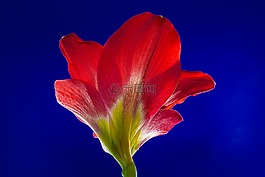開花,花,紅色