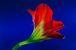 開花,花,紅色