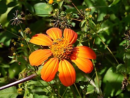 花卉,字段,昆蟲