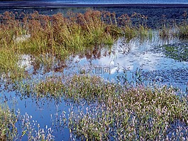 雜草,水,湖