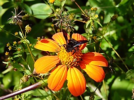 花卉,字段,昆蟲