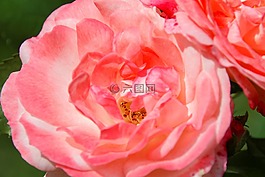 玫瑰,花,玫瑰綻放