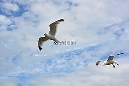 海鷗,飛行,翅膀