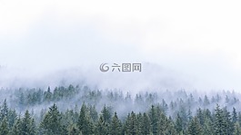 樹,綠色,森林