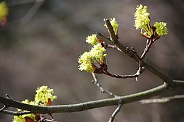 開花,黃色,春天