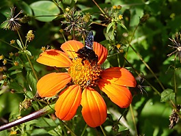 花卉,字段,昆蟲