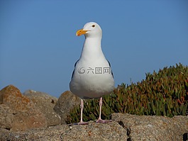 鳥,海鷗,野生動物