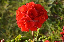 花朵的天竺葵,紅色,花園