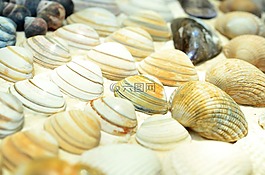 貽貝,海灘,靜物