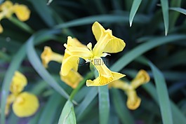 水仙,鮮花,黃色