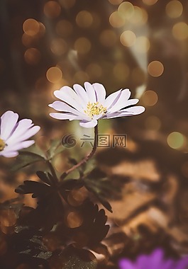 海葵,白,白蓮花