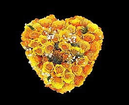花,玫瑰,鮮花