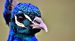 孔雀,鳥,動物
