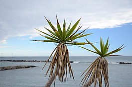 帕爾馬,龍舌蘭,海