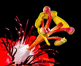 激情花,花,開(kāi)花