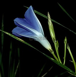 上午,榮耀,花